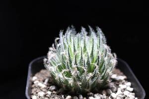 オデッタエ　Haworthia　ハオルチア　大株