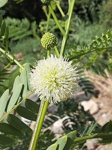 ギンネム　銀合歓　ネムノキ　合歓　熱帯花木