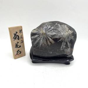 菊花石 台付 鑑賞石 飾り物 置物 重さ1.72kg