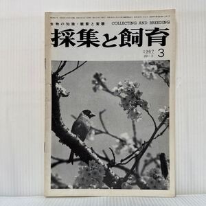 採集と飼育 1967年3月号★コイカル/山口県美禰地区の化石/移植されたプランクトン/生物の知識・観察と実験/動植物