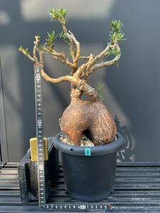 Pachypodium bispinosum - パキポディウム　ビスピノーサム　① 南アフリカ　塊根　怪奇植物　ビザールプランツ