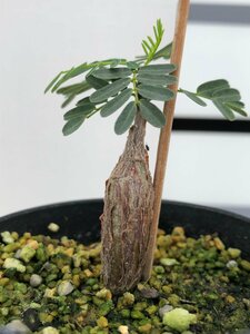 6908 「実生」センナ　メリディオナリス【種から発芽！・発根・Senna meridionalis】