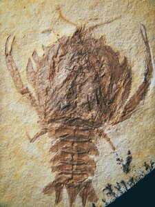 化石 甲殻類 Eryon arctiformis ドイツ・ゾルンホーフェン産 博物館級 ジュラ紀 標本 化石 鉱物 観賞石 銘石 原石 鉱石 水石