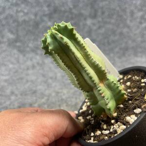 【鉢ごと発送】ユーフォルビア・ホリダ /Euphorbia Horrida/ 3.5号鉢 / 塊根・多肉植物【現品】24-2-15-24