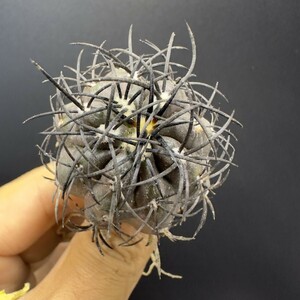 XX205 コピアポア グリセオビオラセア 栗星玉 spicygem Copiapoa griseoviolacea