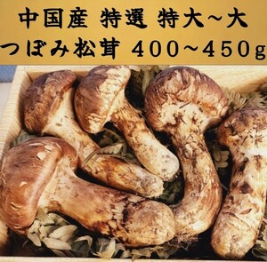 中国産 L~2L特大【天然 つぼみ 松茸 約400g】 本数 4~7本 お中元 土瓶蒸し 松茸ご飯 誕生日祝 還暦祝 新築祝い 