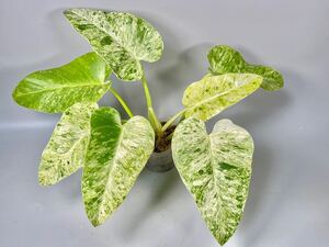 「021」Philodendron Giganteum white Variegata フィロデンドロン ギガンチウム ホワイト バリエガータ