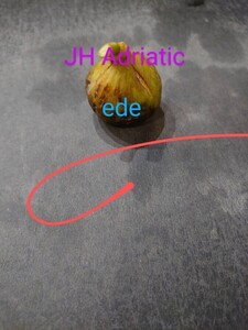 いちじく穂木２本　JH Adriatic　6[確認済み]