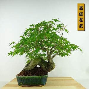 盆栽 紅葉 樹高 約28cm もみじ 高級盆栽 Acer palmatum モミジ カエデ科 落葉樹 観賞用 現品