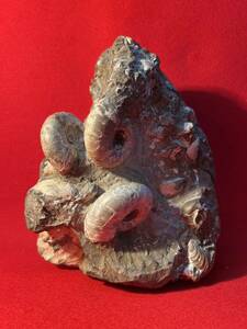 アンモナイト化石　約4.5kg 異形　鑑賞石 化石 オブジェ 置物 アンモナイト