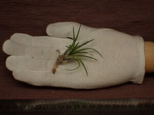 Tillandsia neglecta Green form チランジア・ネグレクタ グリーンフォーム 346■エアプランツBR