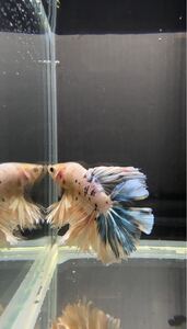 【極美 BETTA】　激レア　ホワイトカラー KINGFEATHER キングフェザーテールベタ 動画有