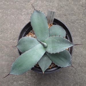 現物出品【アガベ・パーリー・トルンカータ＊Agave parryi var. truncata】５号　