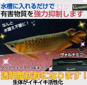 アロワナ飼育者絶賛！水槽の水が綺麗になる！【ヴァルナ15㎝】水替え不要で透明度抜群に！有害物質や病原菌も強力抑制！魚が元気に長生き！