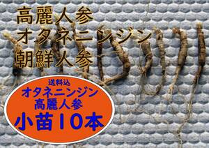 オタネニンジン・高麗人参・朝鮮ニンジン・信州人参2年生球根小苗10本