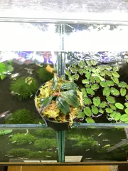 ブセファランドラ　ソルディデュラ　’ブルー’ Bucephalandra  sordidula 