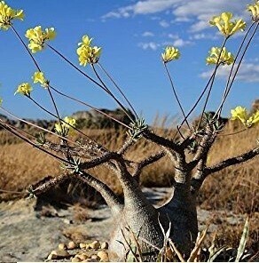 【種子】パキポディウム・グラキリス Pachypodium rosulatum var. gracilius　種子100粒【送料無料】