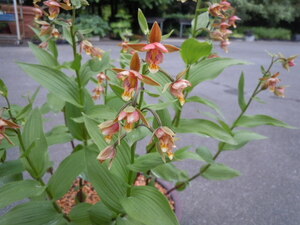 山野草◆オレンジカキラン◆複数芽