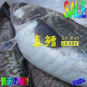 ★白子・肝入り「na真鱈オス 4-5kg」特大 『魚王国』境港産