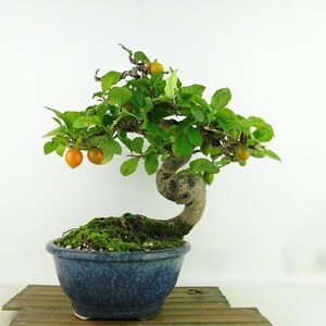 盆栽 老爺柿 樹高 約24cm ろうやがき Diospyros rhombifolia ロウヤガキ 実物 雌木 カキノキ科 落葉～半落葉樹 観賞用 現品