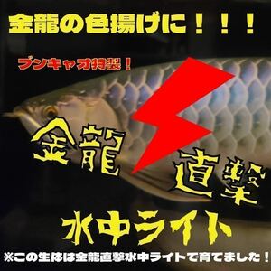 【142センチ】ブンキャオ特性！金龍直撃水中ライト！ダトニオ、キクラ、淡水エイなどの混泳魚の色揚げにも！ 