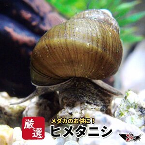 【ヒメタニシ 50匹】【送料無料】貝メダカのお供に めだか 生体 コケ取り 苔取り 苔取 巻貝 フグの餌 ミックスめだか オロチ 幹之 ホテイ草