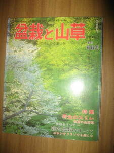 盆栽と山草 1979年 新緑号 野生のスミレ 雑木盆栽