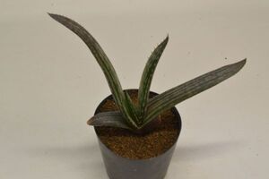 アロエ　フォステリ　ALOE fosteri