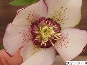 花1ガク0蕾2 開花株3.5号 小野寺園芸生産 セミダブル クリスマスローズ0110067