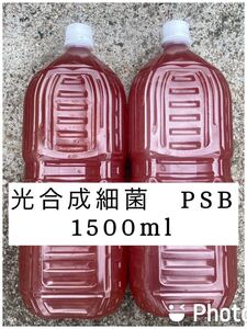 PSB 光合成細菌 1500ml 自家培養