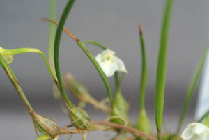 【原種ネオラウケア】Neolauchea pulchella alba