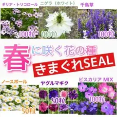 春に咲く秋蒔きの花の種 きまぐれSALE⑭