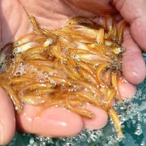 【新潟養魚場】 500匹 ヒメダカ　高評価　餌用　活餌　めだか卸　業務用特価