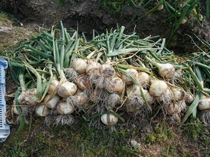 甘み引き立つ！淡路島玉ねぎ 新鮮で美味しいB品3kg