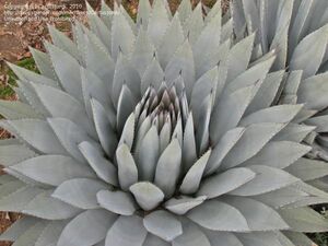 Agave parryi var. couesii アガベ パリー コウエシー 種子 50粒