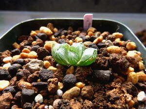 多肉植物　ハオルチア　天津Ⅰ