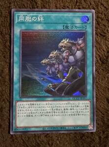 遊戯王 同胞の絆 SR 1枚（QCCU-JP197）QUARTER CENTURY CHRONICLE side UNITY クォーター 25th