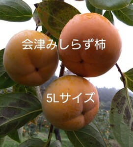 会津みしらず柿　会津身知らず柿　5Ｌサイズ　14個入り　B級品　1　在庫　1箱のみ