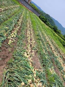 【贅沢な一口】淡路島産玉ねぎ！リッチな食感と旨み　逸品3kg