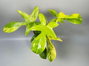 「14」フィロデンドロンフロリダビューティー斑入り　philodendron Florida beauty variegata