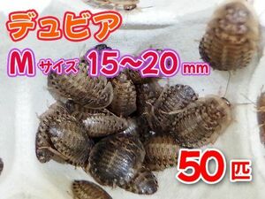 【送料無料】 デュビア Mサイズ 1.5～2.0cm 50匹 紙袋配送 アルゼンチンモリゴキブリ 肉食熱帯魚 爬虫類 両生類 [3534:broad2]