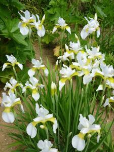 ★★　白花アヤメ　 畑の整理 　おまけつき ★★