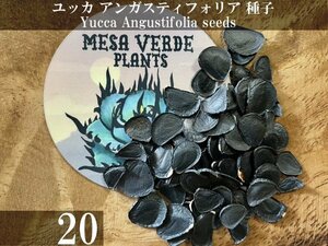 ユッカ アンガスティフォリア 種子 20粒+α Yucca Angustifolia 20 seeds+α 種