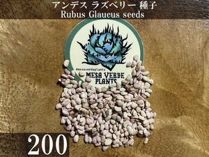 アンデス ラズベリー 種子 200粒+α Rubus Glaucus 200 seeds+α 種 Andean Raspberry