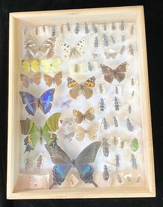 送料無料◆昆虫標本◆標本箱サイズ 縦37×横27㎝ 蝶々 コレクター品 札幌市発 店頭引取歓迎 b11