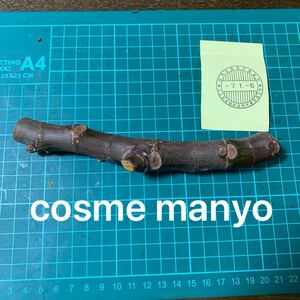 cosme manyo穂木 ① イチジク穂木 いちじく穂木