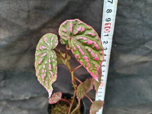 Begonia negrosensis 特選ピンク　ＷＷＲ便　