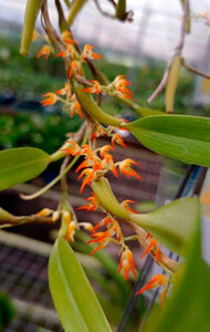 Bulbophyllum angustifolium　6