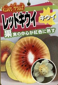 虹色レッドキウイ 苗木雌木1本雄木1本