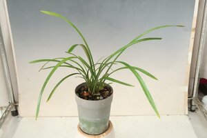 値引再出品！ 洋蘭 原種 シンビジューム TA11728 Cymbidium floribundum (from China)